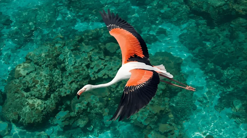  Flamingo Puns