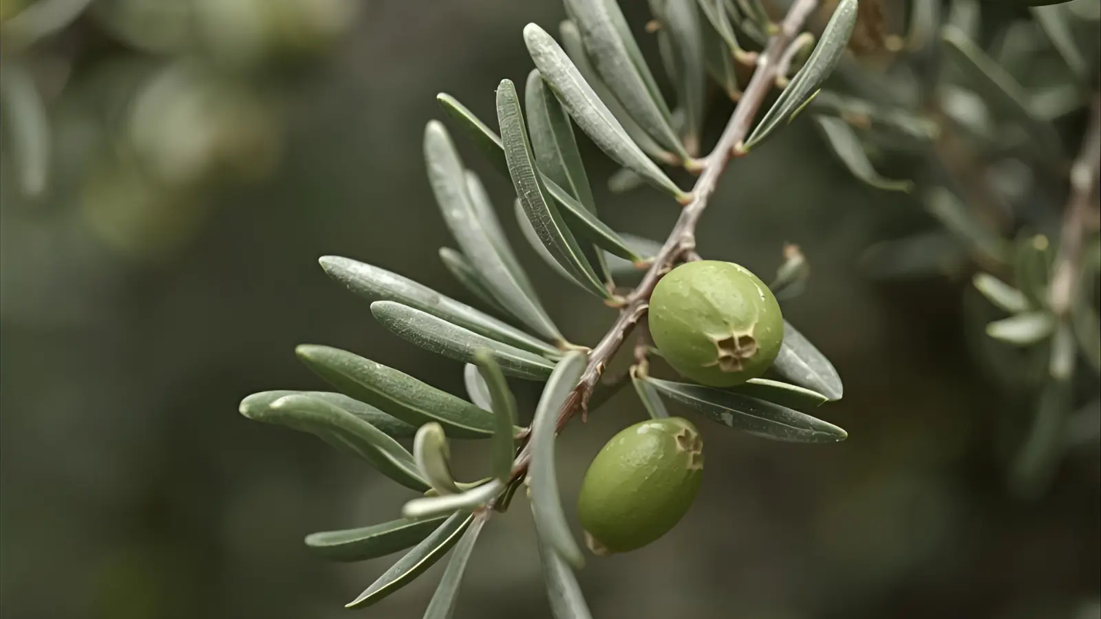 Olive Puns
