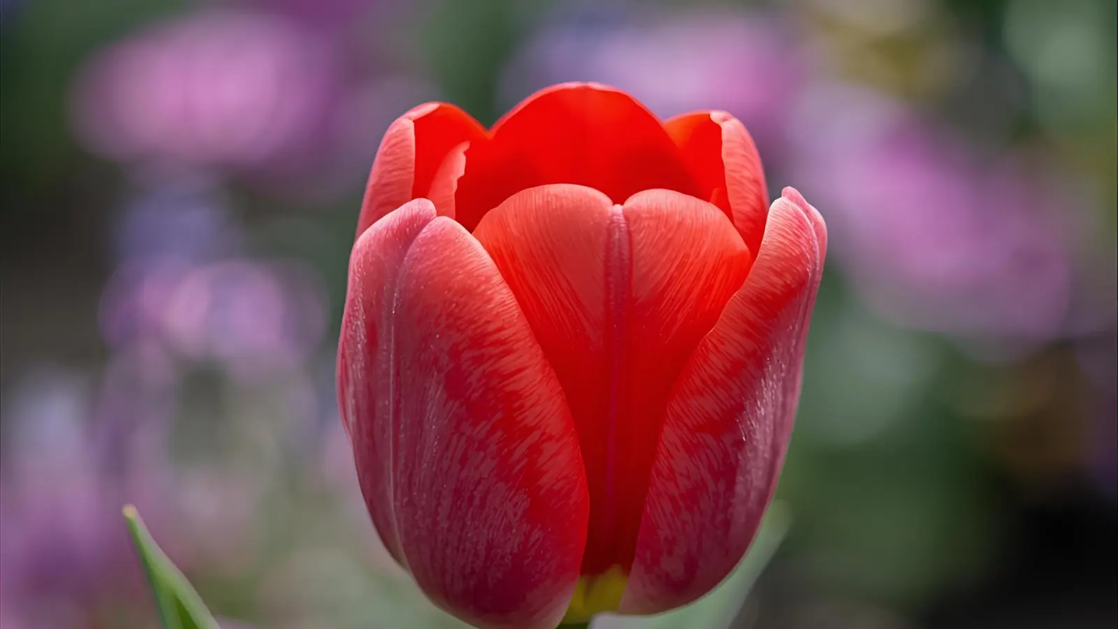 Tulip Puns